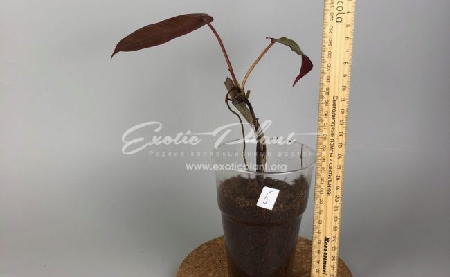 philodendron atabapoense#5 50