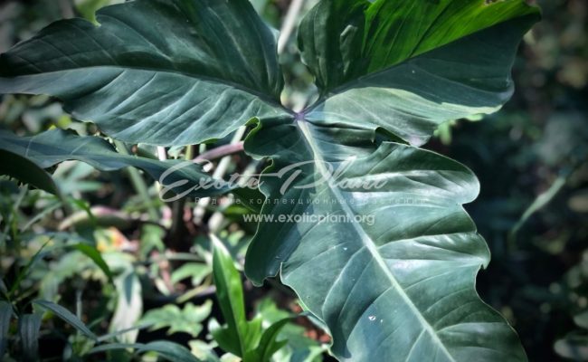 philodendron hybrid (K5) 75