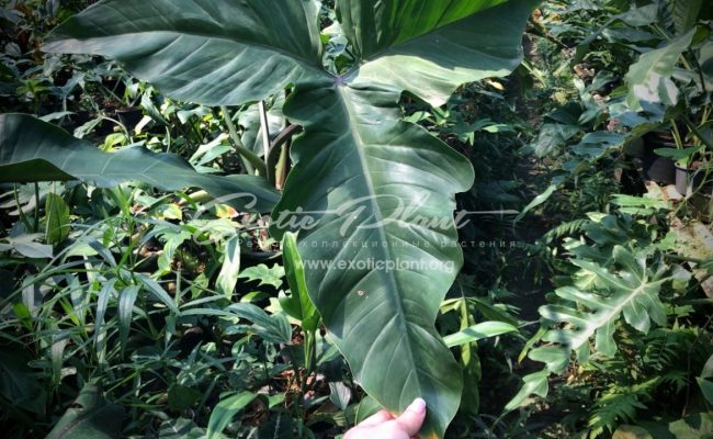 philodendron hybrid (K5) 75