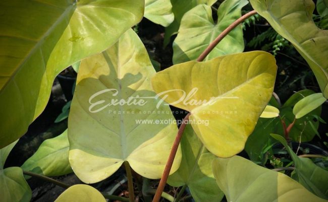 philodendron hybrid (N5) yellow variegated 45