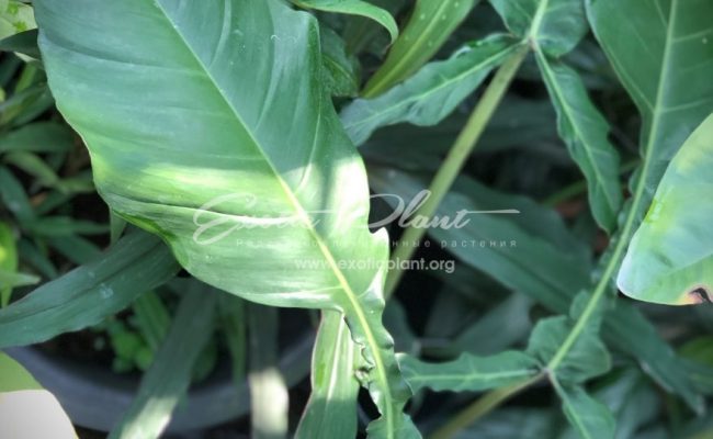 philodendron joepii