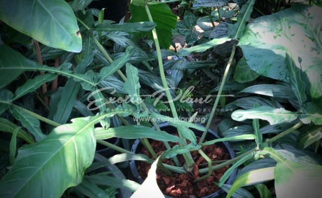 philodendron joepii
