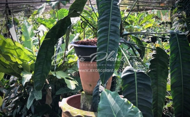 philodendron patriciae syn philodendron splendidum
