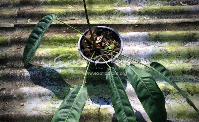 philodendron patriciae syn philodendron splendidum