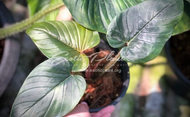 philodendron serpens