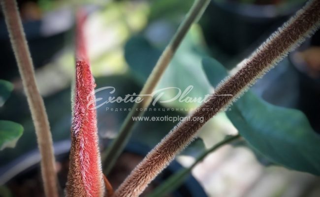 philodendron serpens