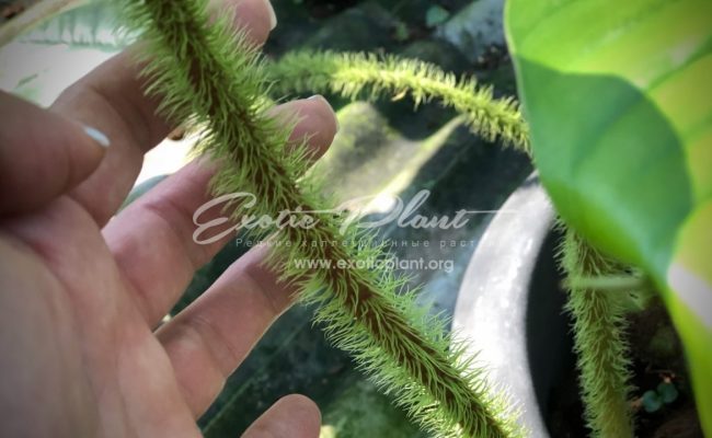 philodendron serpens