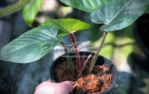 philodendron serpens