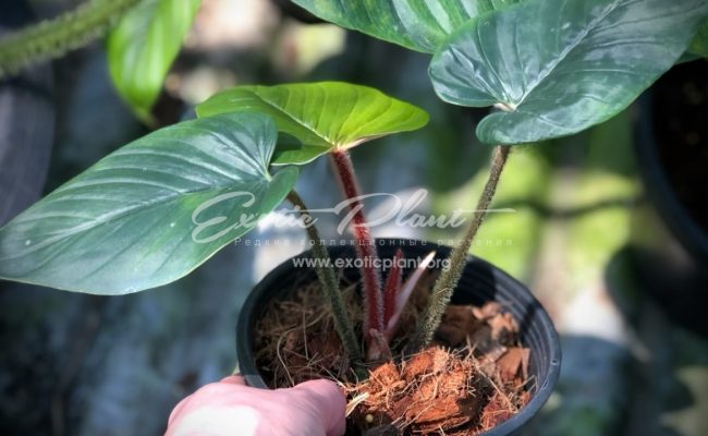 philodendron serpens
