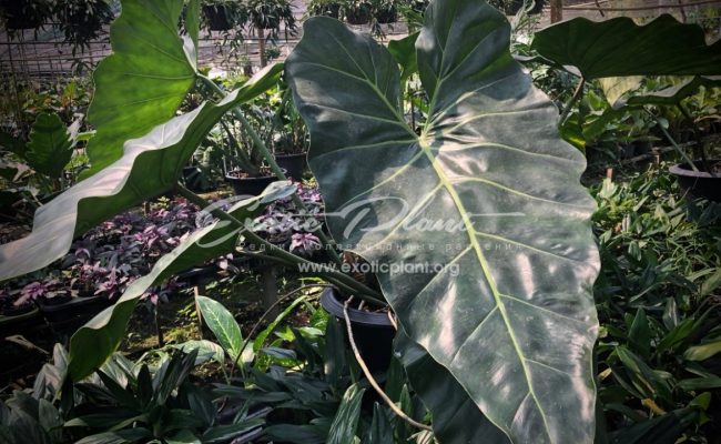 philodendron sp Giant Leaves syn Philodendron maximum