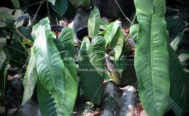 philodendron tenui