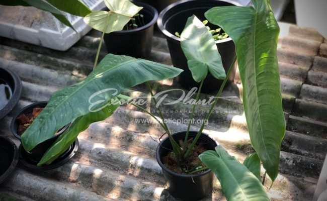 philodendron tenui