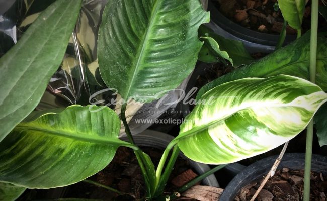spathiphyllum Old Ghost 70-100