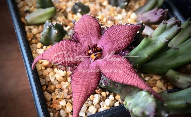 stapelia shinzii 25