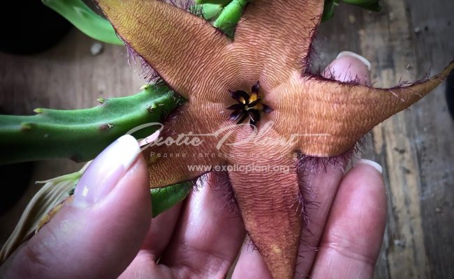 stapelia shinzii v. angolensis 25