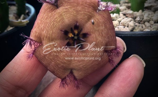 stapelia shinzii v. angolensis 25
