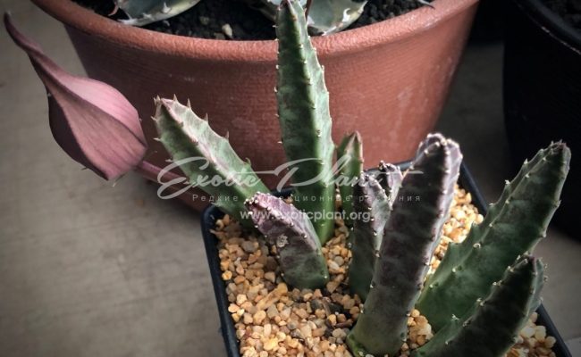 stapelia shinzii v. angolensis 25