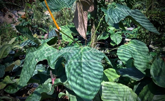 антуриум sp Mikki Mause giant leaves (K2) 100