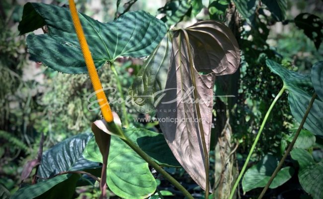 антуриум sp Mikki Mause giant leaves (K2) 100