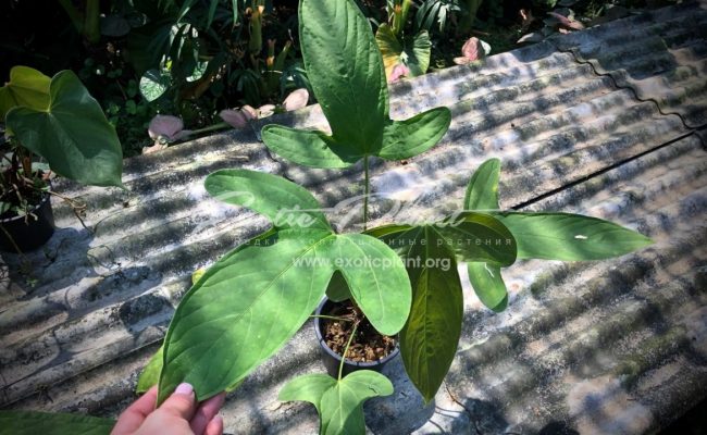 антуриум sp Mikki Mause giant leaves (K2) 100