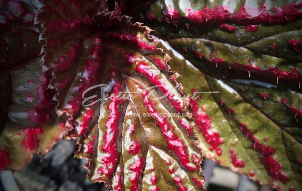 Begonia brevirimosa(T53)