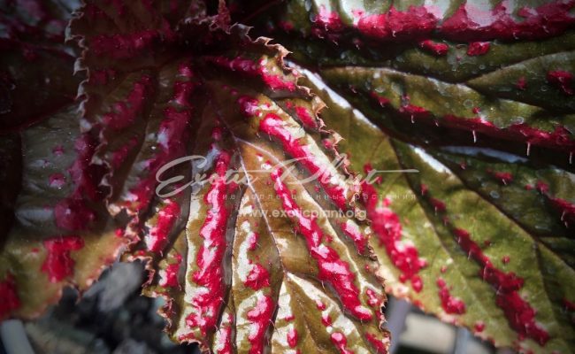 Begonia brevirimosa(T53)