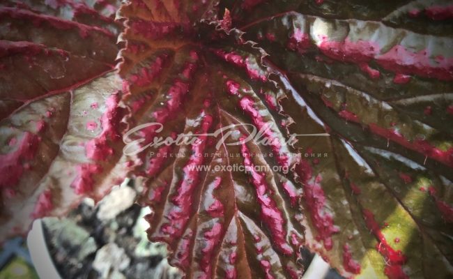 Begonia brevirimosa(T53)