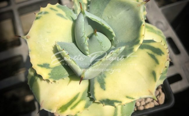 agave isthmensis Cream Butter 350