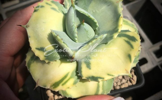agave isthmensis Cream Butter 350