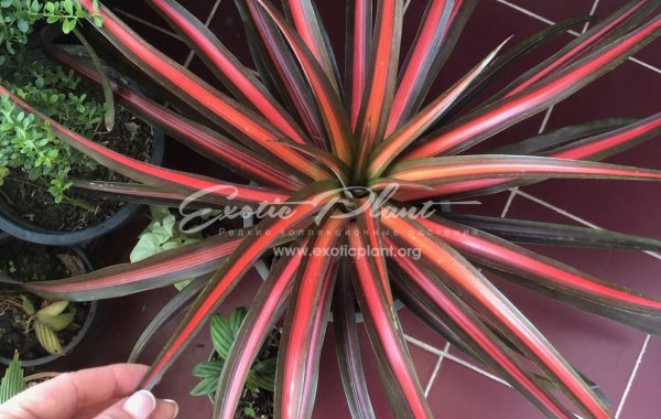 ananas lucidus Lava Burst 50