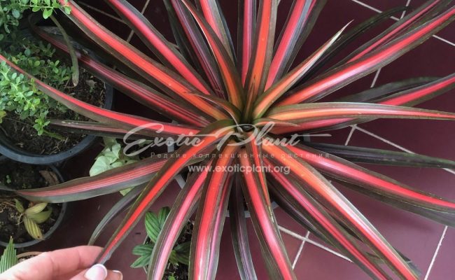 ananas lucidus Lava Burst 30-60