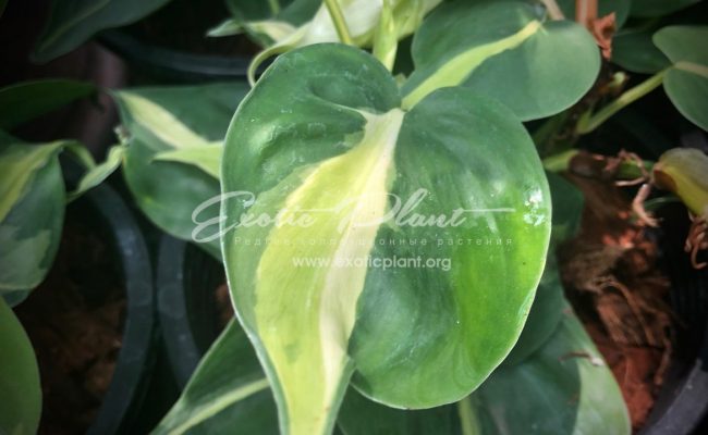epipremnum Florida white variegated 30