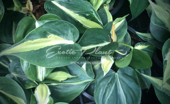 epipremnum Florida white variegated 30