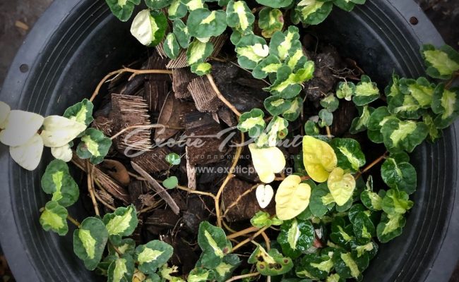 ficus pumila tricolor Wishes 75