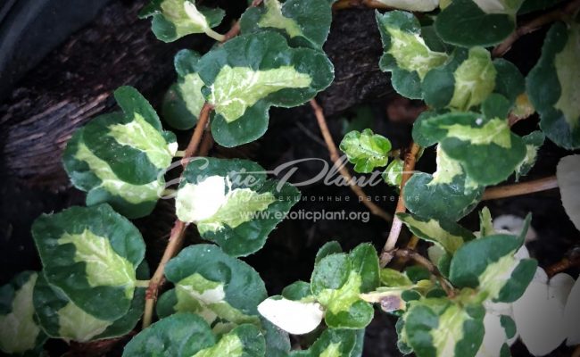 ficus pumila tricolor Wishes 75