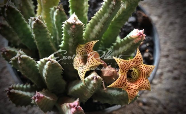 huernia sp top white flower