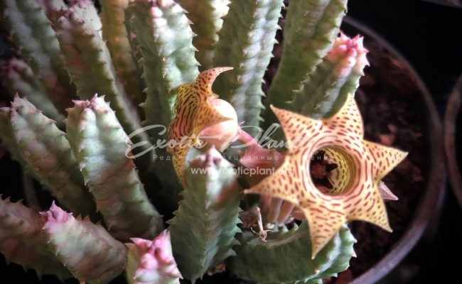 huernia sp top white flower