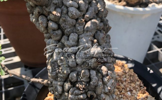operculicaria mature plant