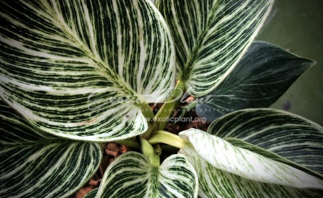 philodendron hybr Birkin 75-100