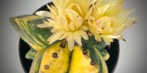 Astrophytum myriostigma cv. HAKUUN variegated