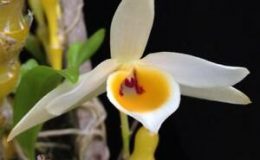 Dendrobium aphrodite