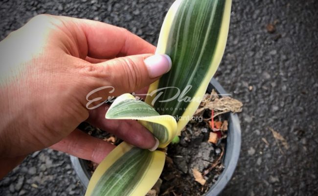 Hymenocallis littoralis variegated (short leaf) new