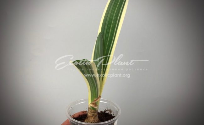 Hymenocallis littoralis variegated (short leaf) new #2 35