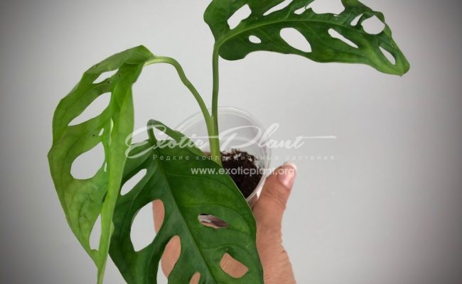 Monstera obliqua#2 7