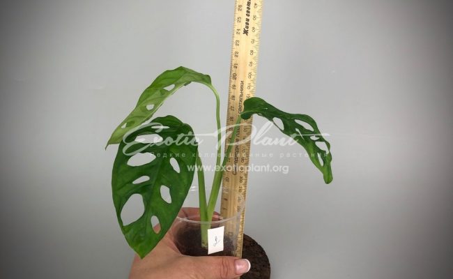Monstera obliqua#2 7