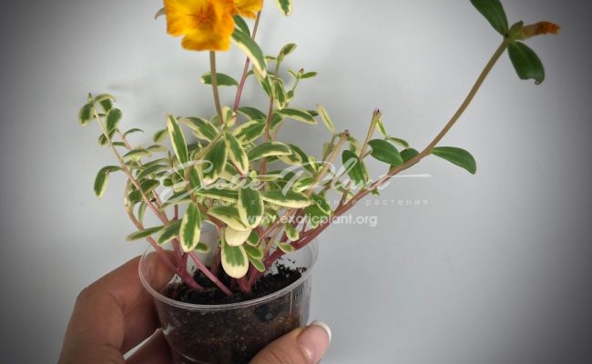 Portulaca oleracea variegated (yellow flower)