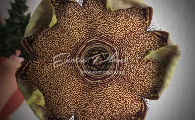 edithcolea grandis