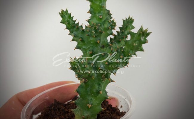 edithcolea grandis 45