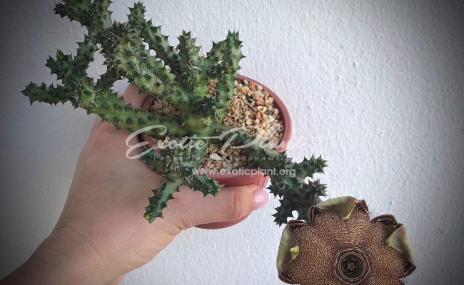 edithcolea grandis