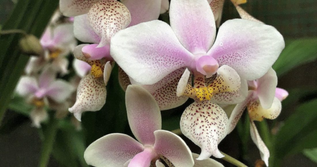 Орхидея Бабочка или Мотылек – Фаленопсис (Phalaenopsis ), виды, содержание